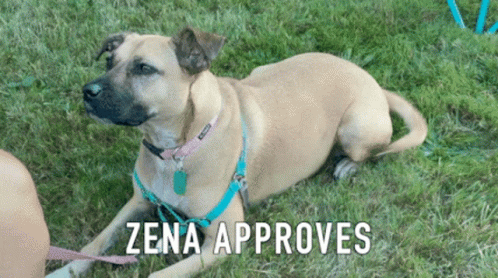 Zena Approves Dog Approval Good Tail Wag GIF - Zena Approves Dog Approval Good Tail Wag GIFs