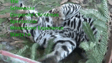 a picture of a tiger with the words the schwaaa corporate christmas spectacular wintertime experience starts in the upper right corner