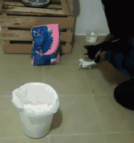 Messy Cat GIF - Messy Cat GIFs