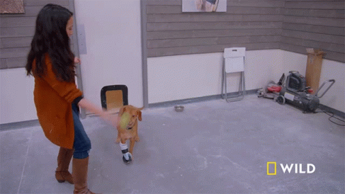Catching The Ball National Geographic GIF - Catching The Ball National Geographic Wizard Of Paws GIFs