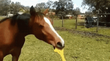a horse is standing in a grassy field with a yellow object in its mouth .