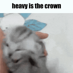 a picture of a cat with the caption heavy is the crown on it