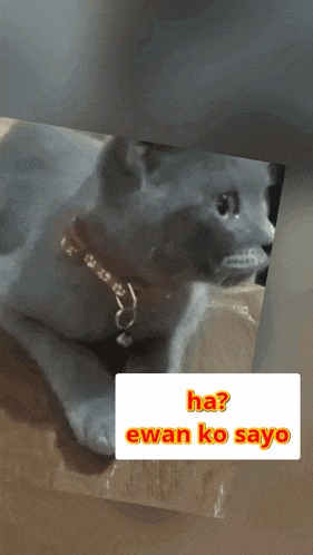 a picture of a cat with the words ha ewan ko sayo