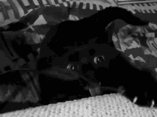 a black and white photo of a cat laying on a bed