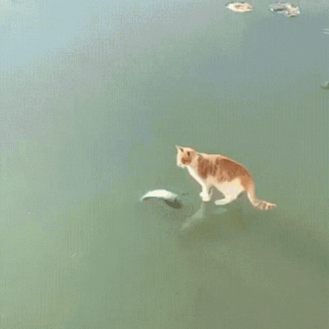 Cat Fish GIF - Cat Fish Funny Cat GIFs