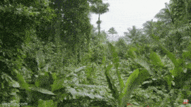 a lush green forest with trees and plants covered in leaves