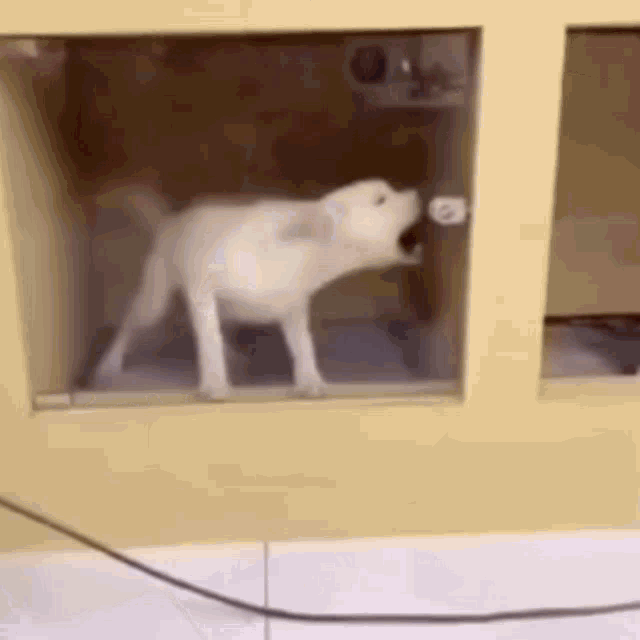 a white dog is standing in a glass cage .