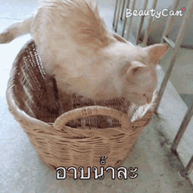 a cat is sitting in a wicker basket with a beautycam logo on the bottom