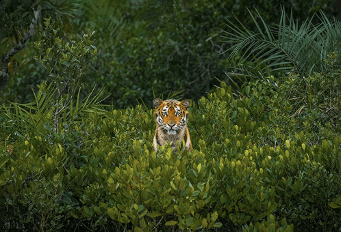 a tiger is sitting in a lush green forest