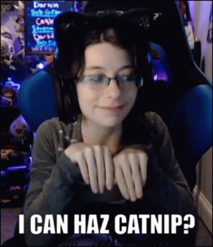 Cat Meme Pokketninja GIF - Cat Meme Pokketninja Twitch Streamer GIFs