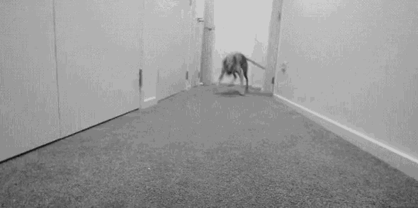 a dog is laying on the floor in a black and white photo .