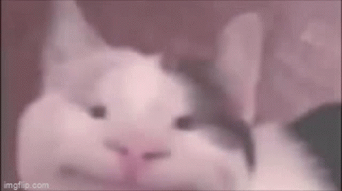 Cat Beluga GIF - Cat Beluga Meme GIFs