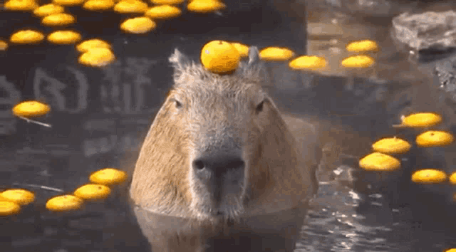Izu Shaboten Animal Park Capybara GIF