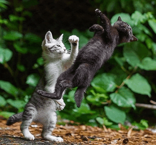 two kittens are playing with each other and one is standing on its hind legs