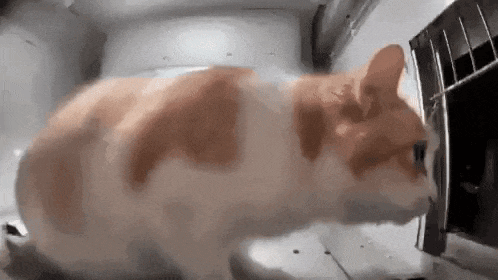 a close up of a cat looking into a microwave oven .