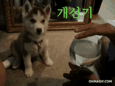 a husky puppy is sitting in front of a glass of water