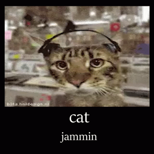 Catjammin GIF - Catjammin GIFs