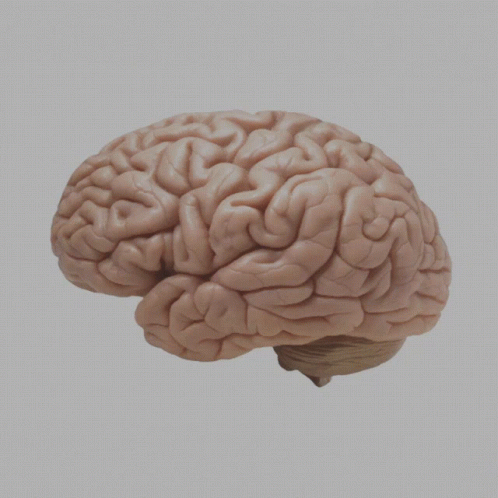 Brain GIF - Brain GIFs