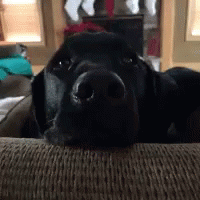 Funny Animals Dogs GIF - Funny Animals Dogs Big Eyes GIFs