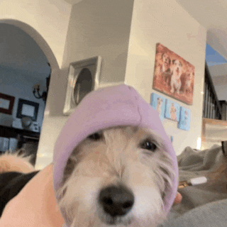 a small dog wearing a purple hat is laying on someone 's lap