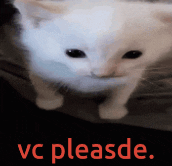 a picture of a white cat with the words vc please