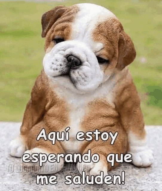 a brown and white bulldog puppy is sitting on a rock with the words `` aqui estoy esperando que me saluden '' .