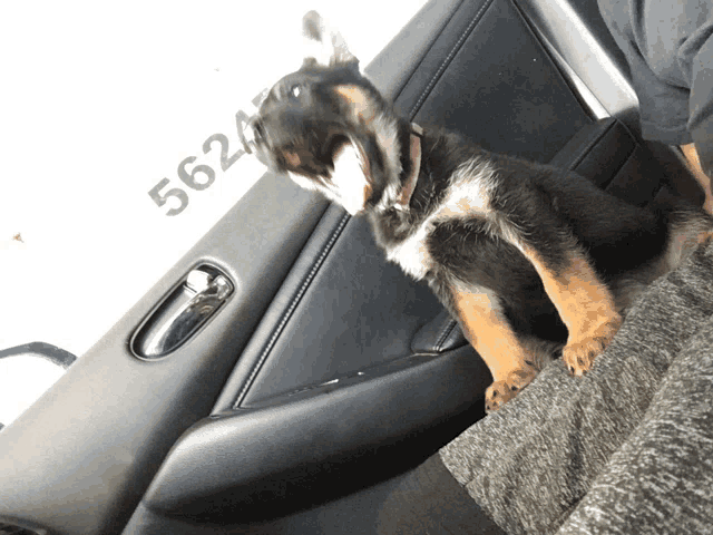 a puppy is sitting in the back seat of a car with the numbers 562 on the door
