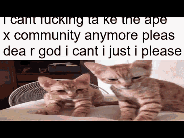 two kittens laying on a bed next to a fan with the caption i cant fucking take the ape x community anymore please