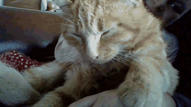 Pussy Cat GIF - Pussy Cat GIFs