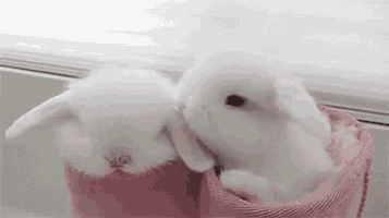 two white rabbits are sitting in pink boots .