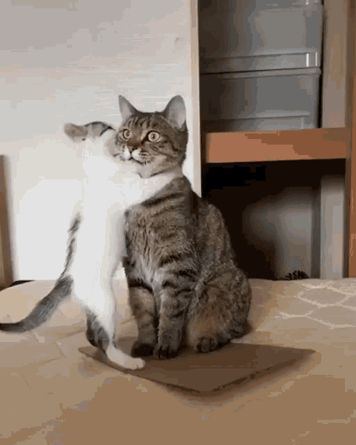 Cat Parent GIF - Cat Parent Regret GIFs