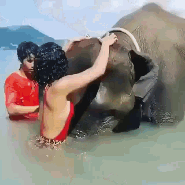 a woman in a red swimsuit is petting an elephant in the water .