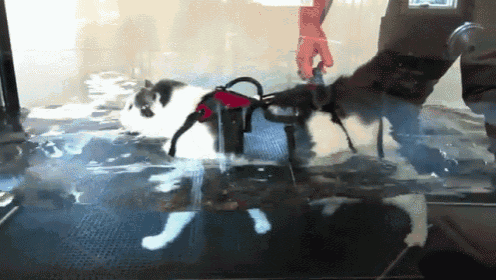 Buddha Belly GIF - Cats Exercise Water GIFs