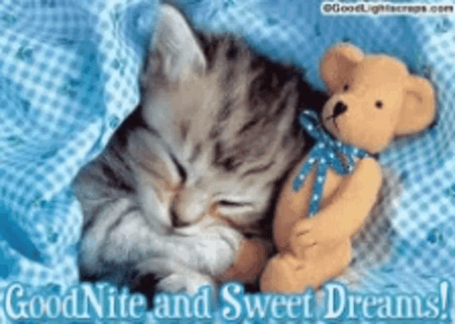 a picture of a kitten sleeping next to a teddy bear with the words goodnite and sweet dreams