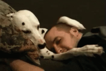 Cuddle GIF - Dog Cuddle Dalmatian GIFs