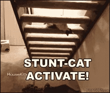 Stunt Cat Activated! GIF - Stunt Cats Upside Down GIFs