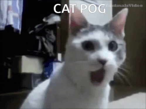 Cat Pog GIF - Cat Pog Catpog GIFs
