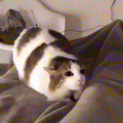 a brown and white cat is laying on a bed looking at the camera .