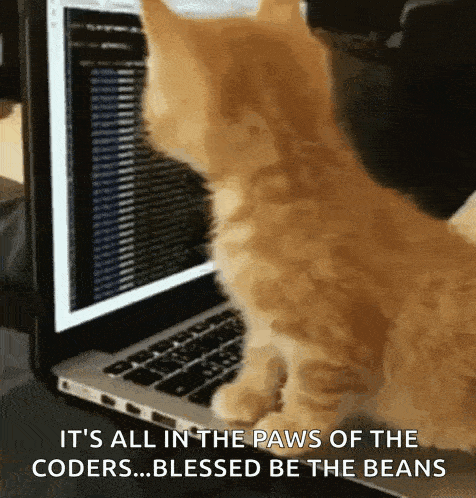 a kitten is standing in front of a laptop computer and looking at the screen