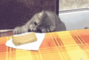 a cat playing with a piece of bread on a plaid table cloth