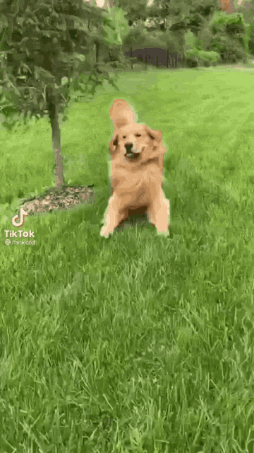 a dog is jumping in the grass in a yard .