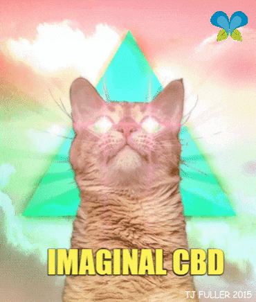 a picture of a cat with the words imagnal cbd written on it