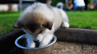 a puppy is drinking from a metal bowl outside