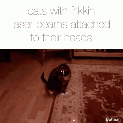 Cat Laser GIF - Cat Laser Cats GIFs