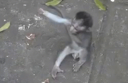 Monkey Hug GIF - Monkey Hug GIFs