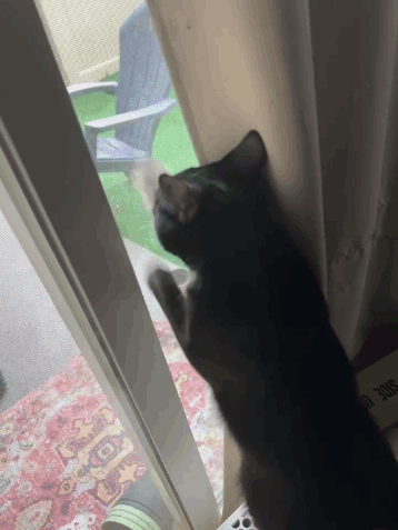 Let Me Out Lemeowt GIF - Let Me Out Lemeowt Cat Scratching Window GIFs