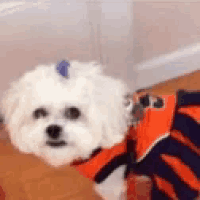 a small white dog wearing a tiger costume is sitting on a wooden floor .