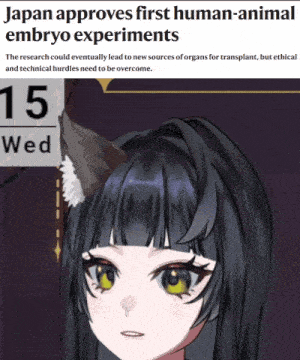 a news article about japan approving first human animal embryo experiments