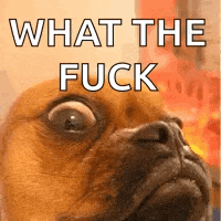 a close up of a dog 's face with the words `` what the fuck '' on it .