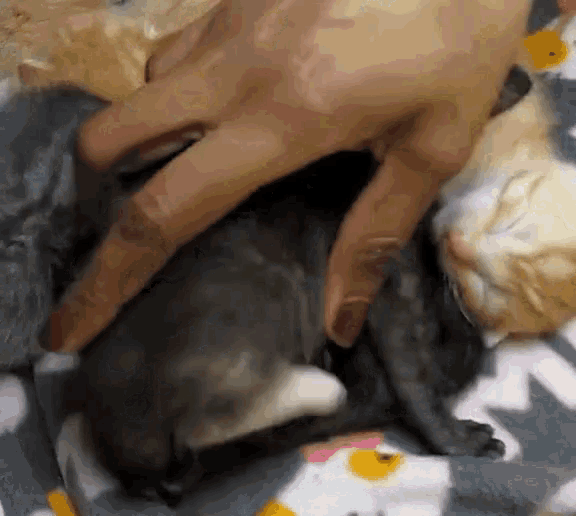 a person is petting a small kitten on a blanket .